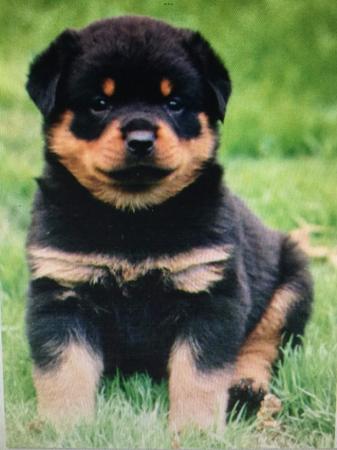 Rottweiler Puppies for Sale