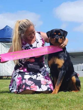 Rottweiler Puppies for Sale