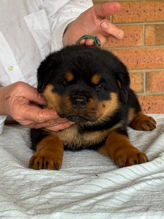Rottweiler Puppies for Sale