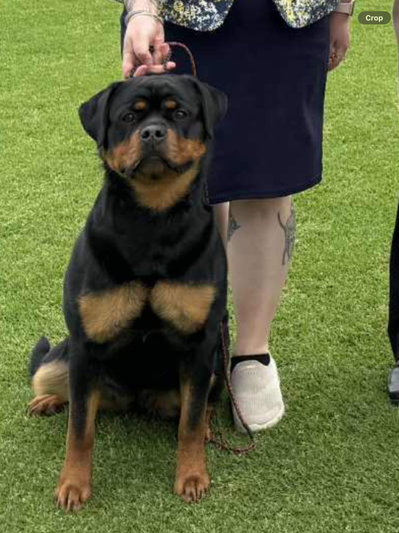 Ch Alchemy Nancy Whiskey Rottweiler - Owned by Miss C Wills & Alchemy ...