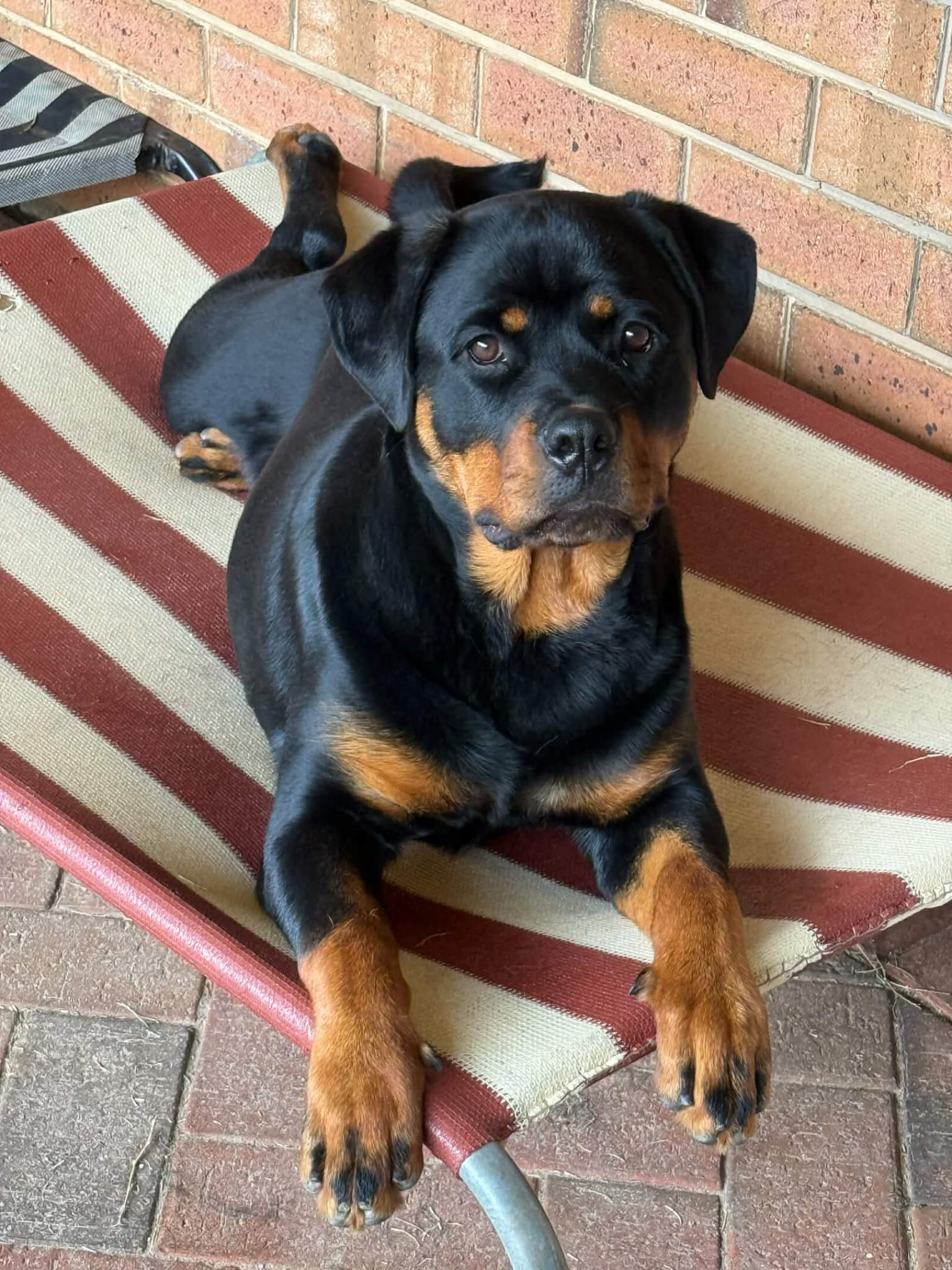 Ch Alchemy Candy Crusher Rottweiler - Owned by Alchemy Kennels