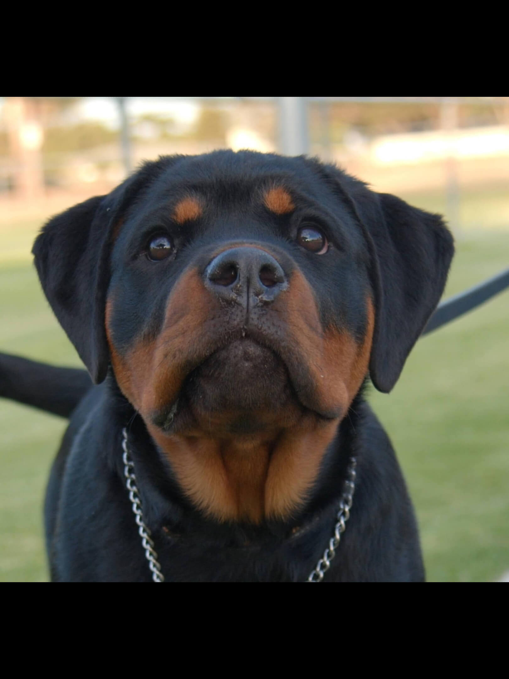 Alchemy Bunnie Does Jelly Roll Rottweiler - Owned by Alchemy Kennels