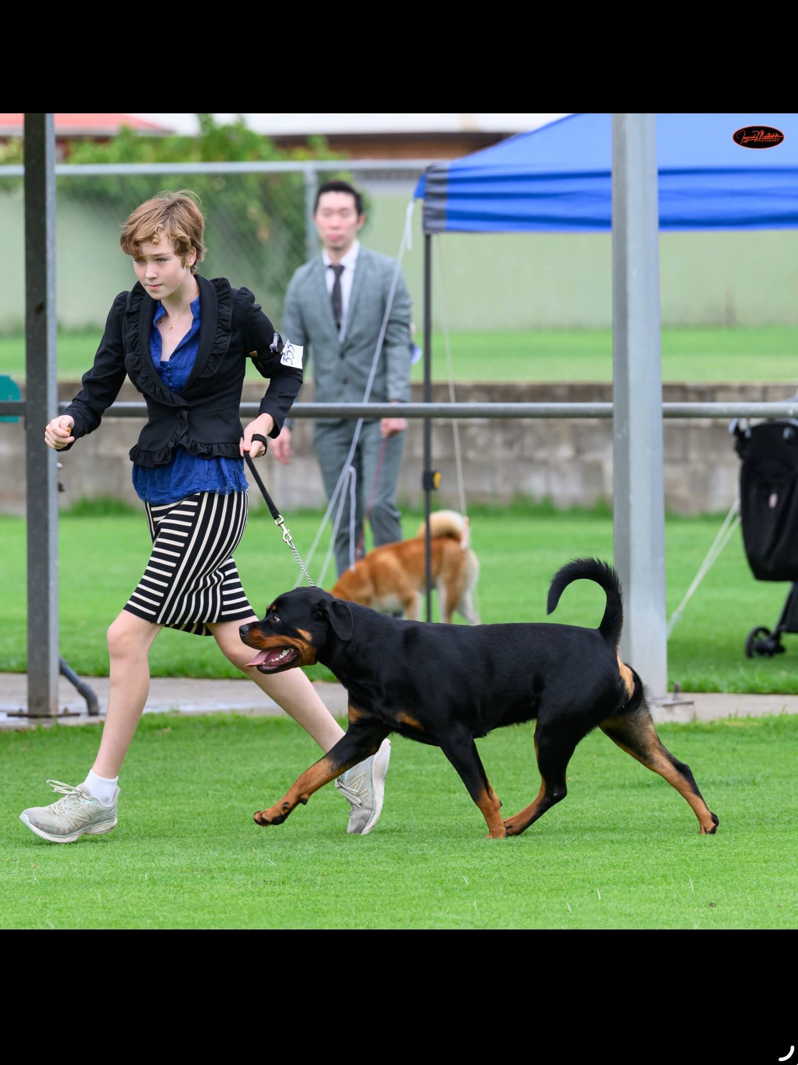Ch Alchemy Candy Crusher Rottweiler - Owned by Alchemy Kennels