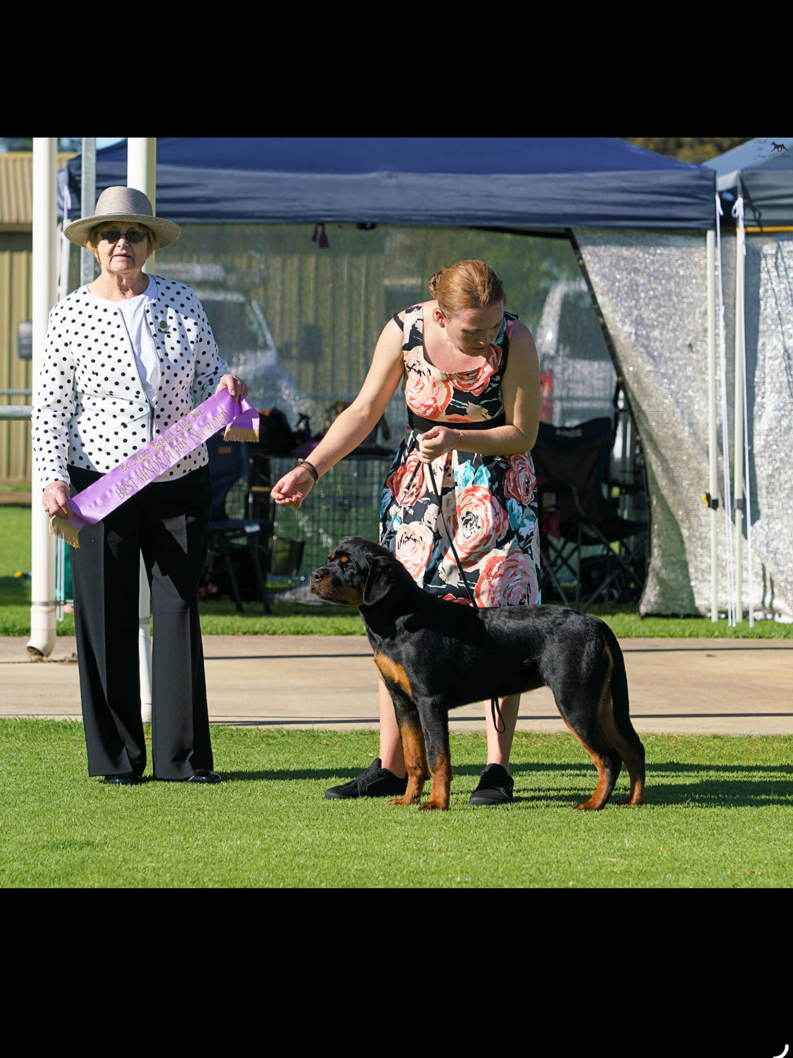 Alchemy Bunnie Does Jelly Roll Rottweiler - Owned by Alchemy Kennels