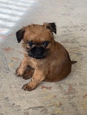 Griffon Bruxellois puppy for sale by RAGRAVAN 