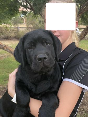 Labrador Retriever puppy for sale by TAMLABS
