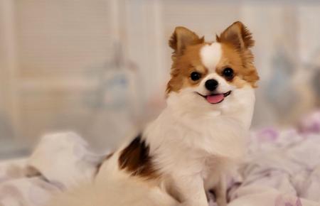 Chihuahua (Long Coat) for sale by ATISTALDI