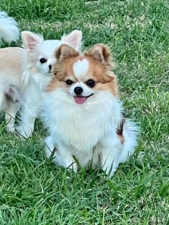 Chihuahua (Long Coat) for sale by ATISTALDI