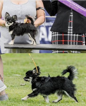 Chihuahua (Long Coat) for sale by ATISTALDI