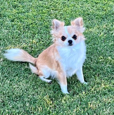 Chihuahua (Long Coat) for sale by ATISTALDI