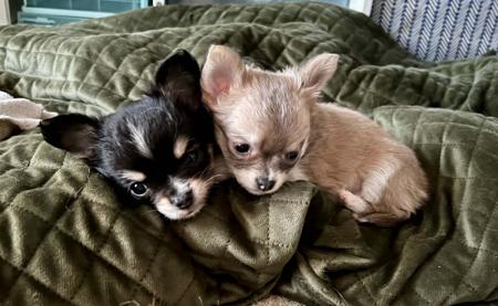 Chihuahua (Long Coat) puppy for sale by ATISTALDI