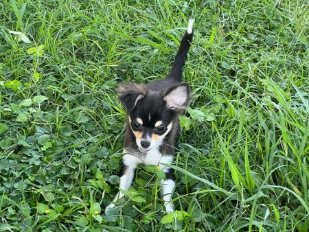 Chihuahua (Long Coat) puppy for sale by ATISTALDI