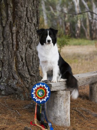 Border Collie for sale by SYRYNE
