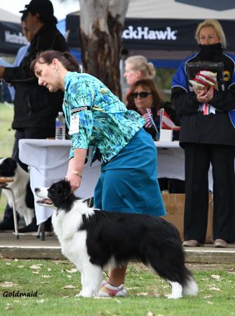 Border Collie for sale by SYRYNE