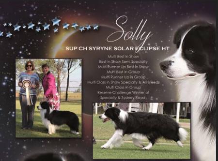 Border Collie for sale by SYRYNE