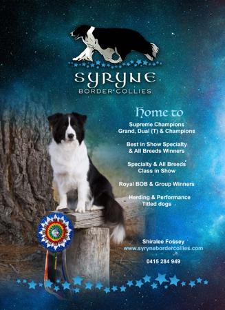 Border Collie for sale by SYRYNE