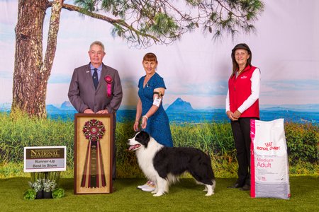 Border Collie for sale by SYRYNE