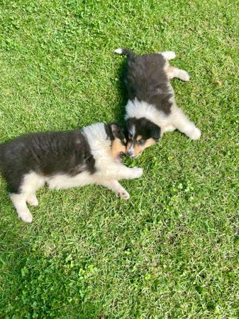 Collie Rough Puppies for Sale