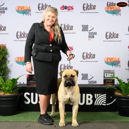 Bullmastiff for sale by DUKEZARA