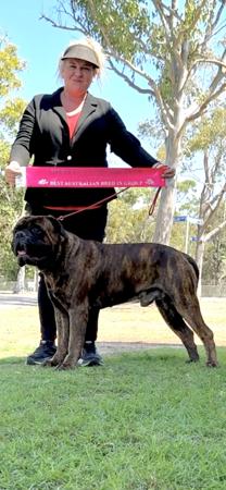 Bullmastiff for sale by FIREBULL