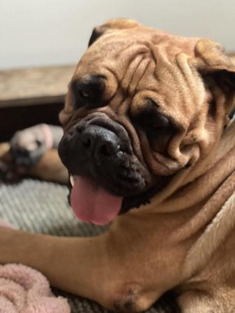 Bullmastiff for sale by FIREBULL