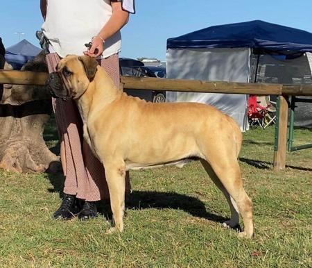 Bullmastiff for sale by FIREBULL