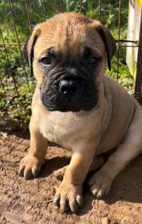 Bullmastiff for sale by FIREBULL