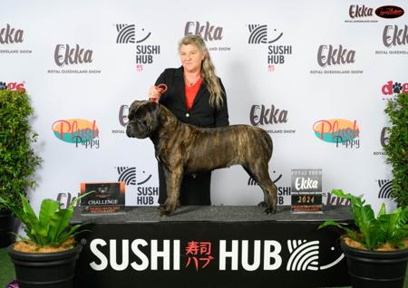 Bullmastiff for sale by FIREBULL