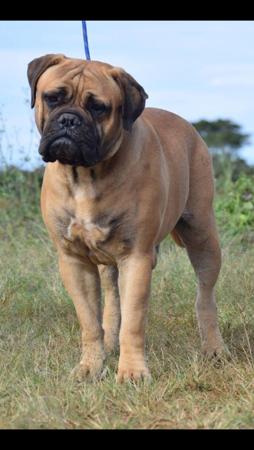 Bullmastiff for sale by FIREBULL