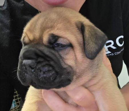 Bullmastiff puppy for sale by DUKEZARA