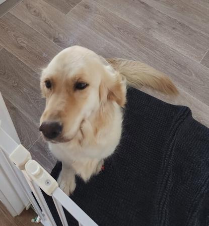 Golden Retriever puppy for sale by SASHICAM