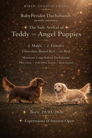 Dachshund (Miniature Long Haired) puppy for sale by RUBYPERIDOT