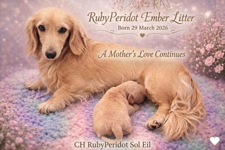 Dachshund (Miniature Long Haired) for sale by RUBYPERIDOT