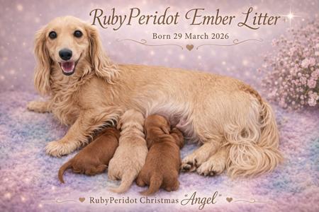 Dachshund (Miniature Long Haired) for sale by RUBYPERIDOT