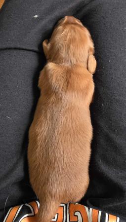 Dachshund (Miniature Long Haired) for sale by RUBYPERIDOT