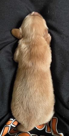 Dachshund (Miniature Long Haired) for sale by RUBYPERIDOT