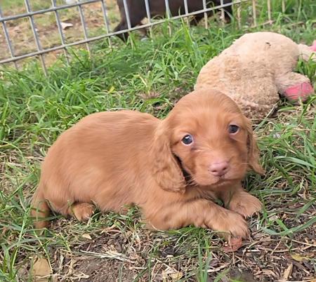 Dachshund (Miniature Long Haired) for sale by RUBYPERIDOT