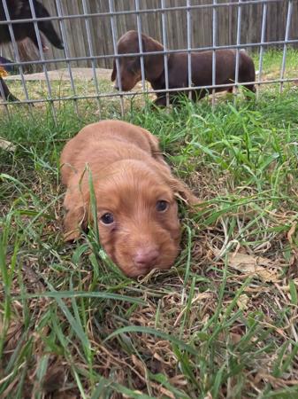 Dachshund (Miniature Long Haired) for sale by RUBYPERIDOT