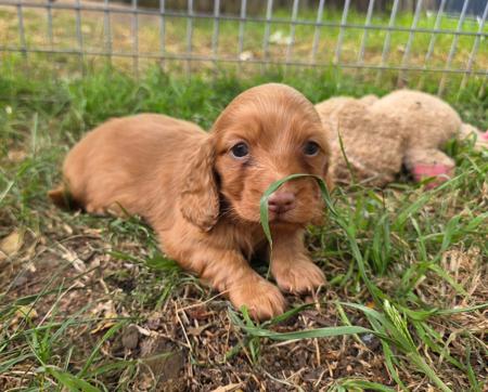 Dachshund (Miniature Long Haired) for sale by RUBYPERIDOT