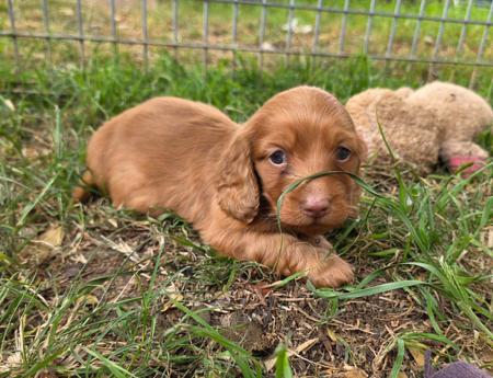 Dachshund (Miniature Long Haired) for sale by RUBYPERIDOT