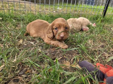 Dachshund (Miniature Long Haired) puppy for sale by RUBYPERIDOT