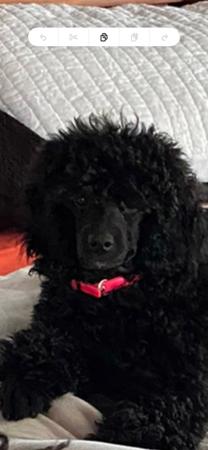 Poodle (Miniature) puppy for sale by TONKEI