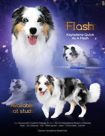 Border Collie for sale by KAYLADENE