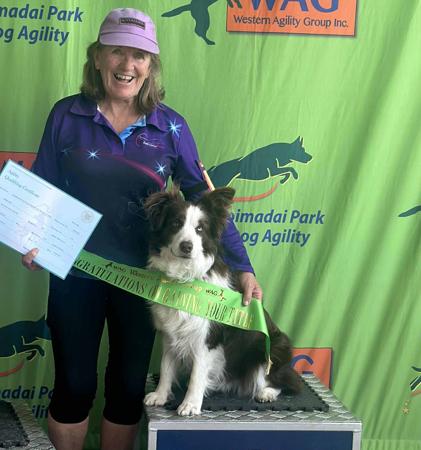 Border Collie for sale by KAYLADENE