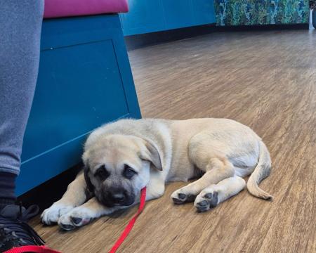 Anatolian Shepherd Dog puppy for sale by TRIBOCIE