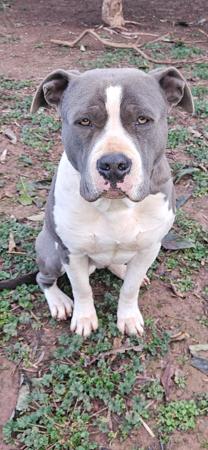 American Staffordshire Terrier puppy for sale by AMMORADO