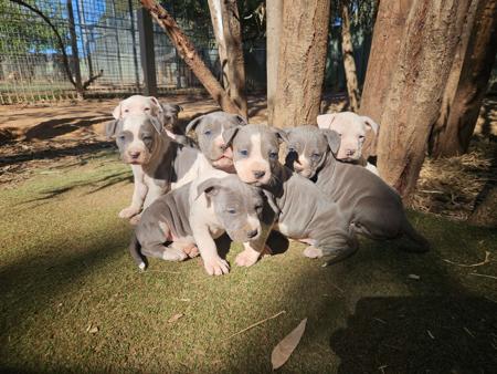 American Staffordshire Terrier for sale by AMMORADO
