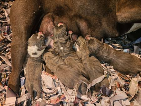 American Staffordshire Terrier for sale by AMMORADO