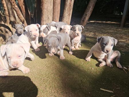 American Staffordshire Terrier for sale by AMMORADO