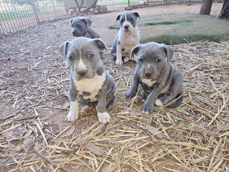 American Staffordshire Terrier puppy for sale by AMMORADO